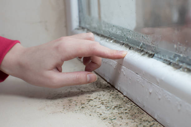 Best Mold-Related Health Consultation  in Mickleton, NJ