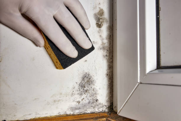 Best Mold Documentation for Insurance Claims  in Mickleton, NJ