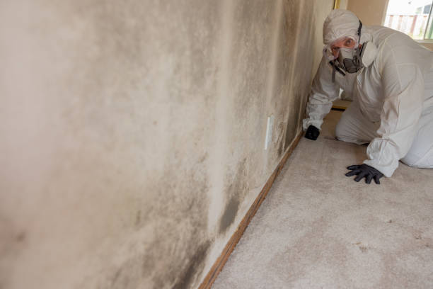 Best Environmental Consulting for Mold Prevention  in Mickleton, NJ