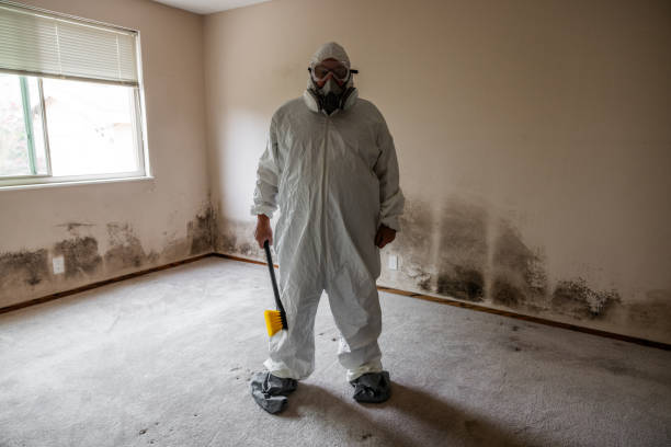 Best Black Mold Removal  in Mickleton, NJ